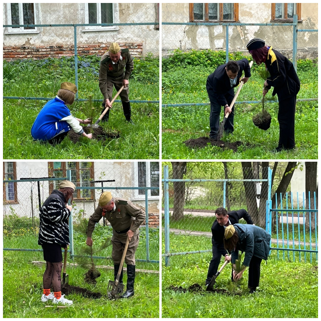 Посадка сосен.